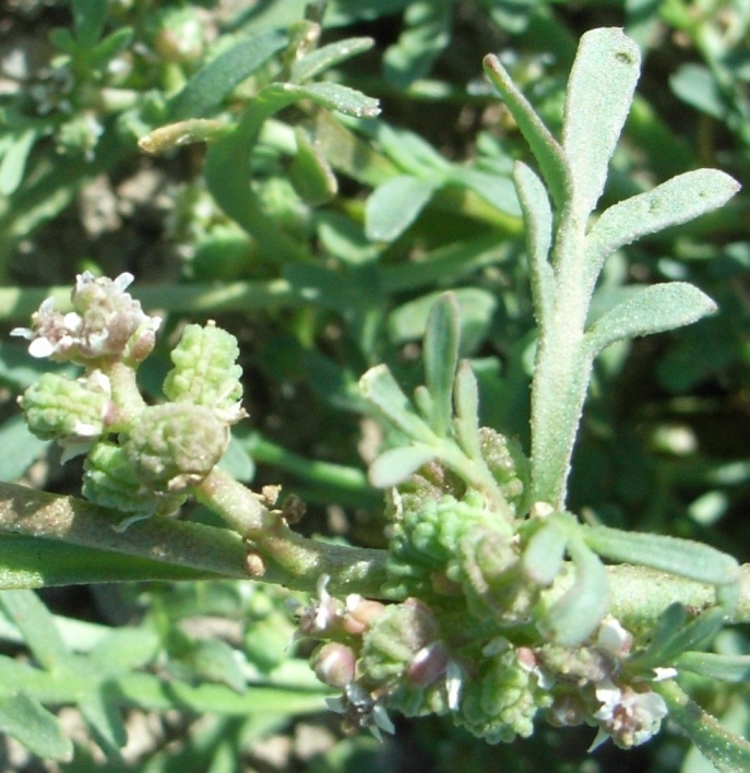 Lepidium coronopus / Lappolina gramignola